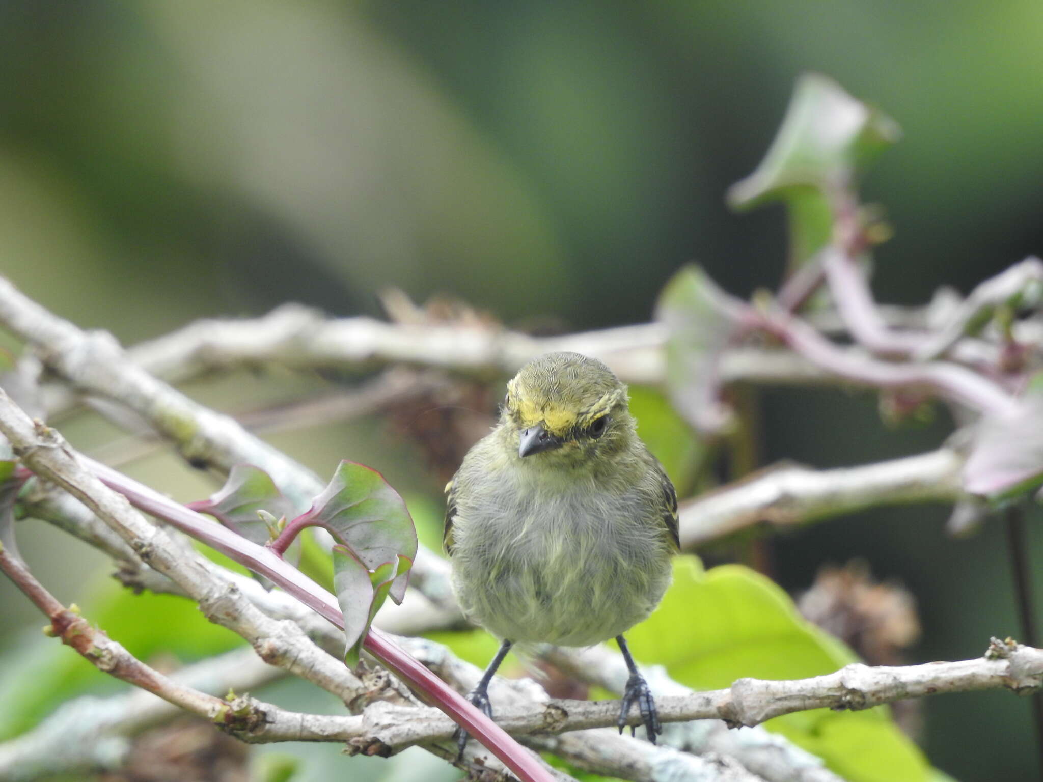 Image of Golden-faced Tyrannulet