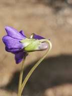 Image of Viola suavis subsp. adriatica (Freyn) L. Haesler