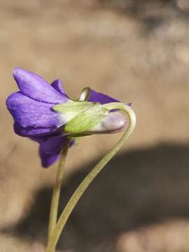 Imagem de Viola suavis subsp. adriatica (Freyn) L. Haesler