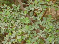 Image of Bauhinia rufescens Lam.