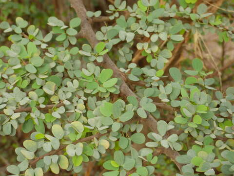 Image of Bauhinia rufescens Lam.