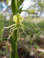 Слика од Habenaria schaffneri S. Watson