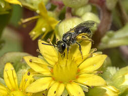 Image of Lasioglossum loetum (Brullé 1840)