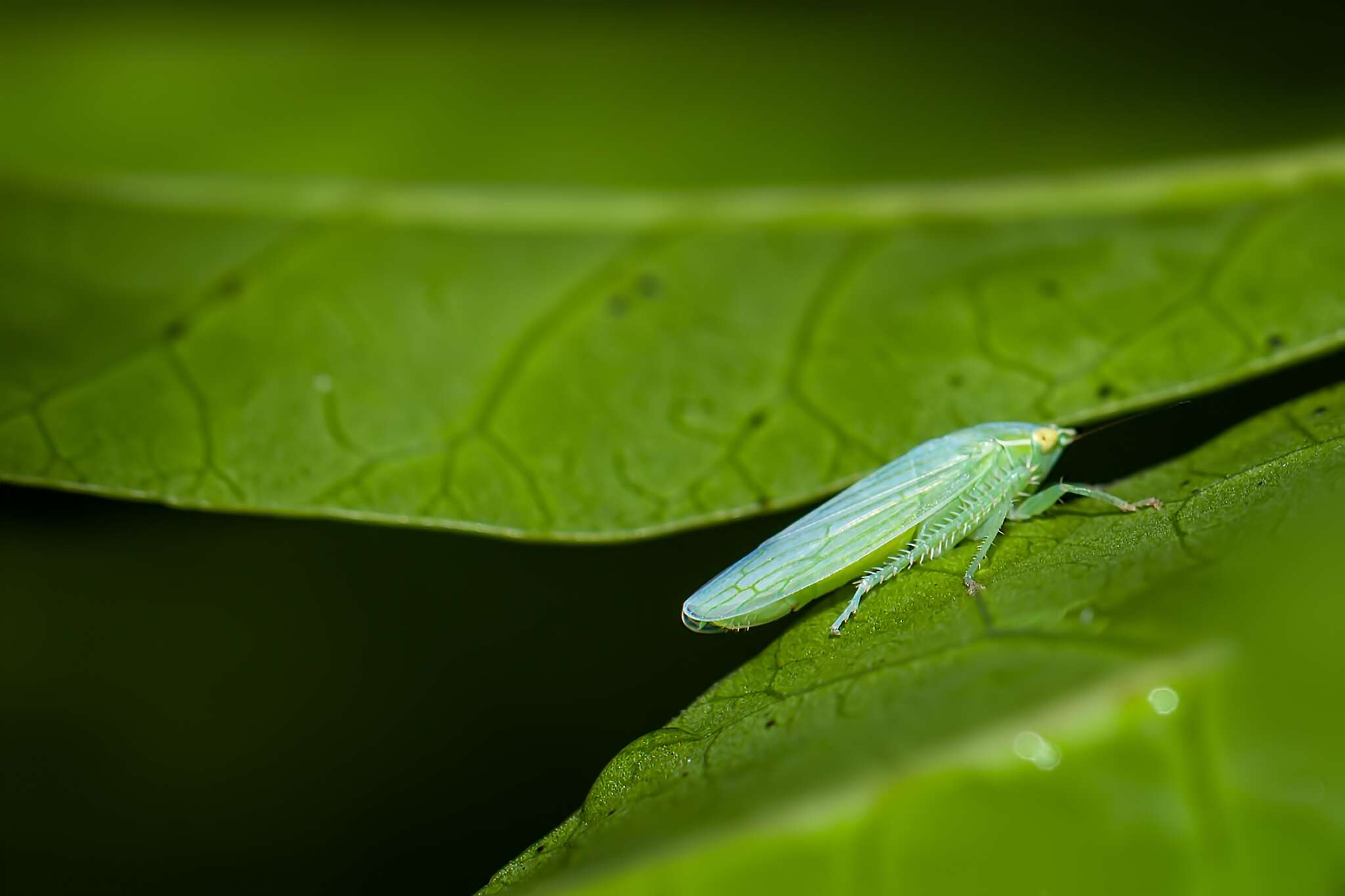 Image of Gyponana (Gyponana) tenella (Spångberg 1878)