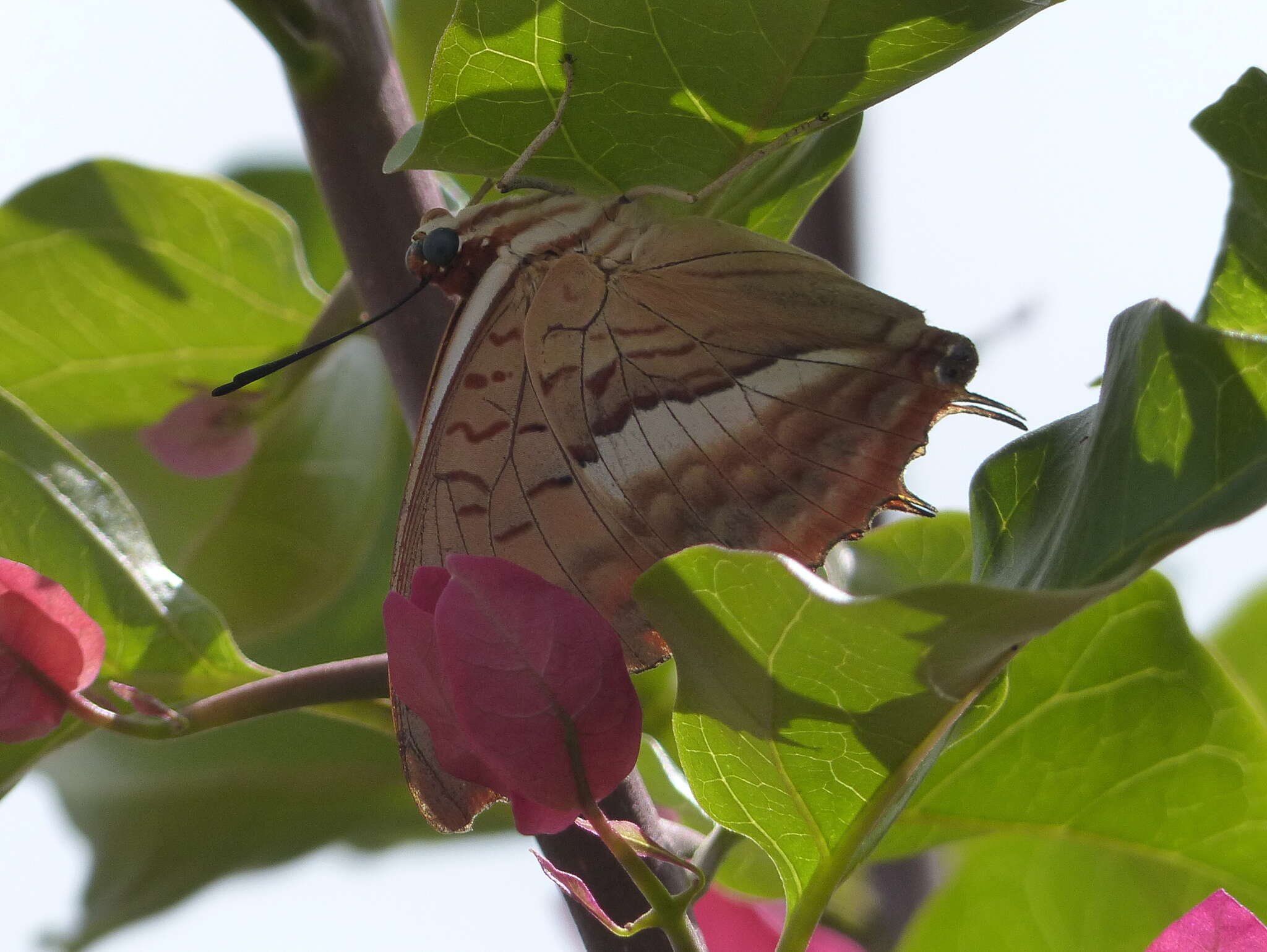 Imagem de <i>Charaxes macclounii</i>