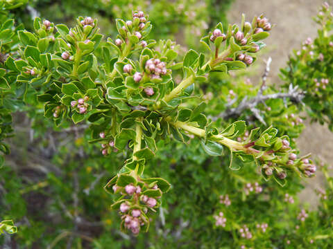 Image of Escallonia virgata (Ruiz & Pavón) Pers.