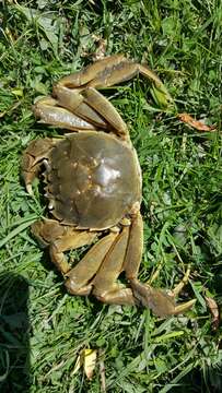 Image of Chinese mitten crab