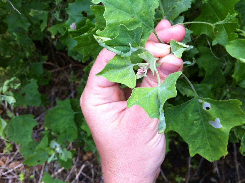 Chenopodium oahuense (Meyen) Aellen的图像