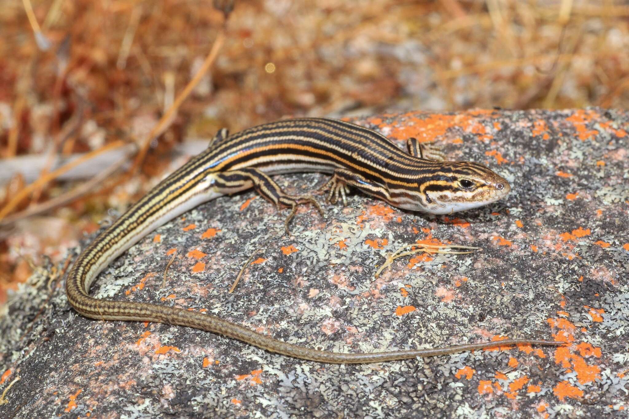 Image of Odd-striped Ctenotus