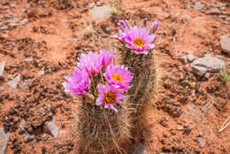 Plancia ëd Sclerocactus parviflorus Clover & Jotter