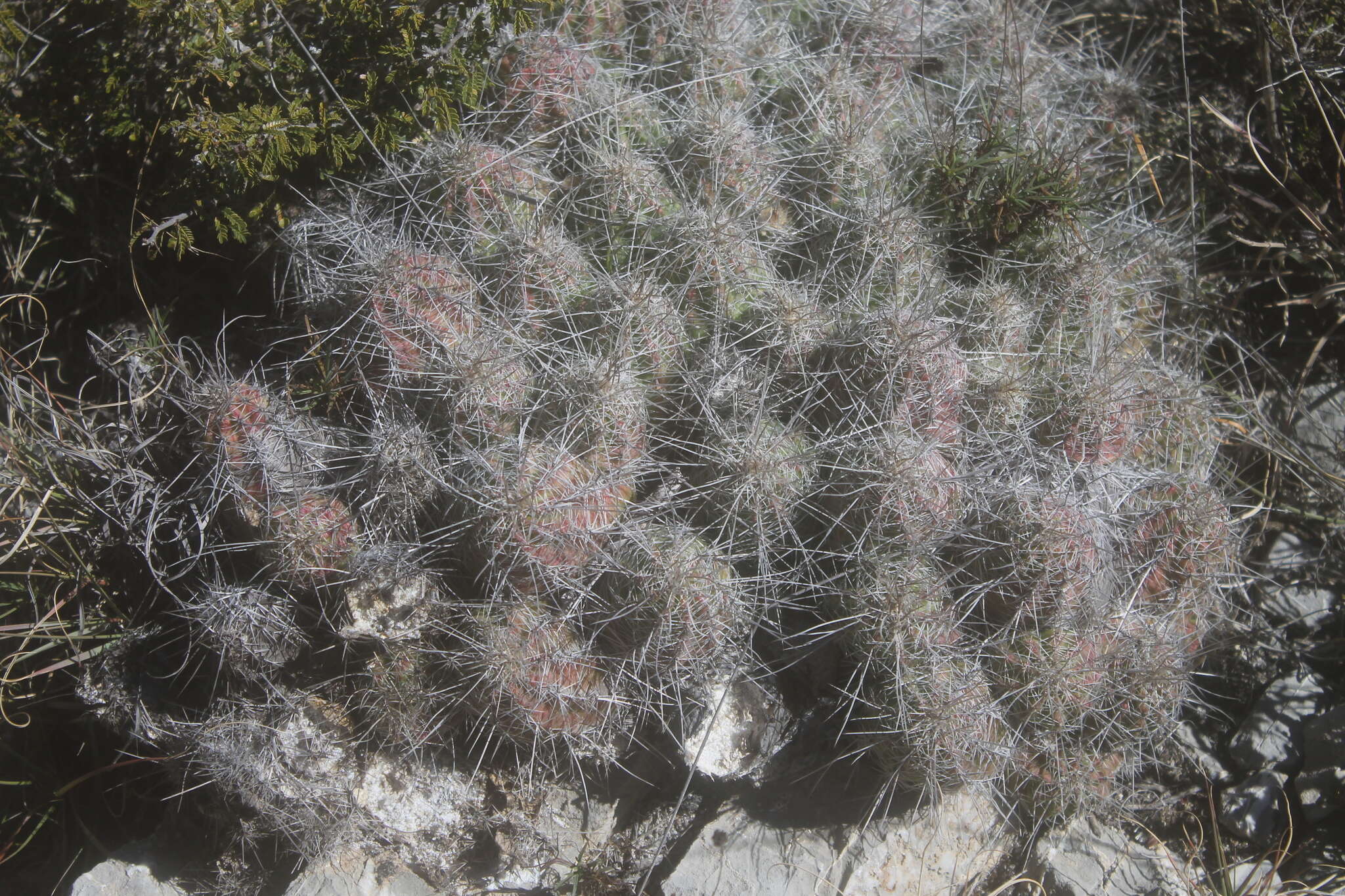 Image of Echinocereus parkeri subsp. gonzalezii (N. P. Taylor) N. P. Taylor