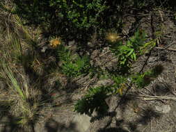 Image of Oedera calycina (L. fil.) N. G. Bergh