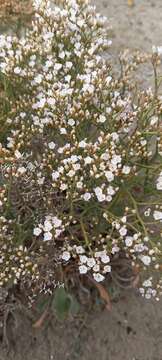 Imagem de Limonium brasiliense (Boiss.) O. Kuntze