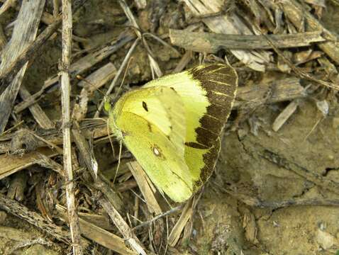 Image of Eastern Pale Clouded Yellow