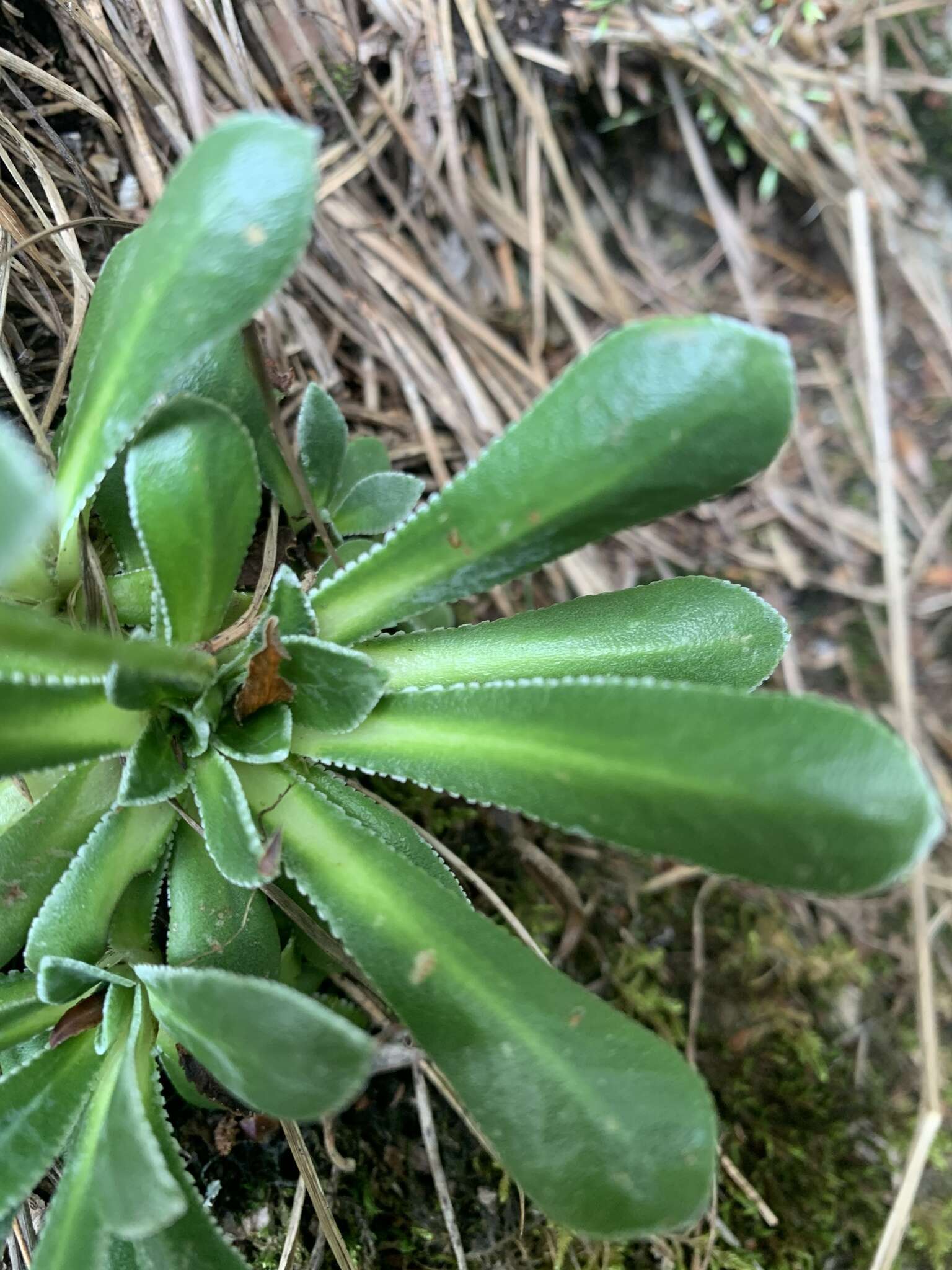 Image of Saxifraga paniculata subsp. cartilaginea (Willd.) D. A. Webb