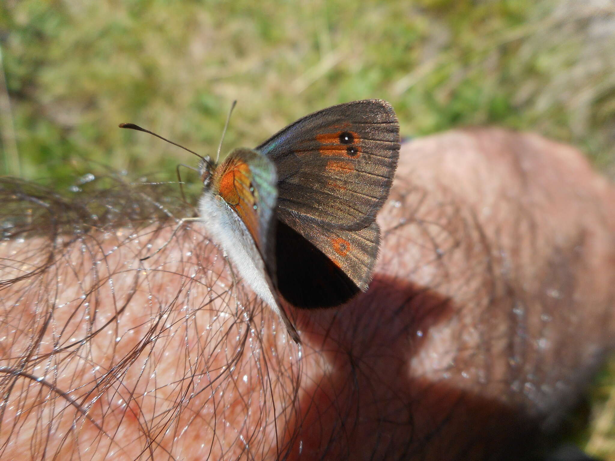 Image of Common Brassy Ringlet