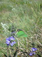 Imagem de Callophrys chalybeitincta Sovinsky 1905