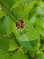 Image of purpleflower honeysuckle