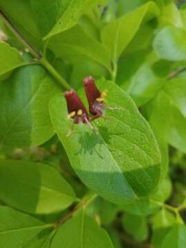 Image of purpleflower honeysuckle