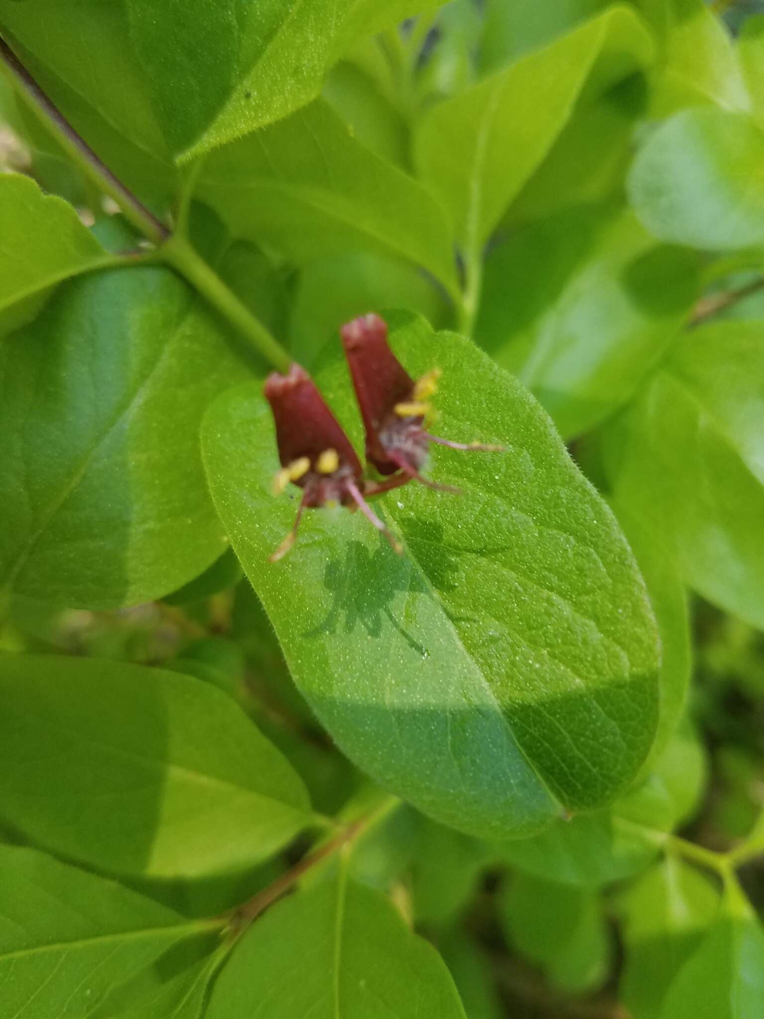 Image of purpleflower honeysuckle