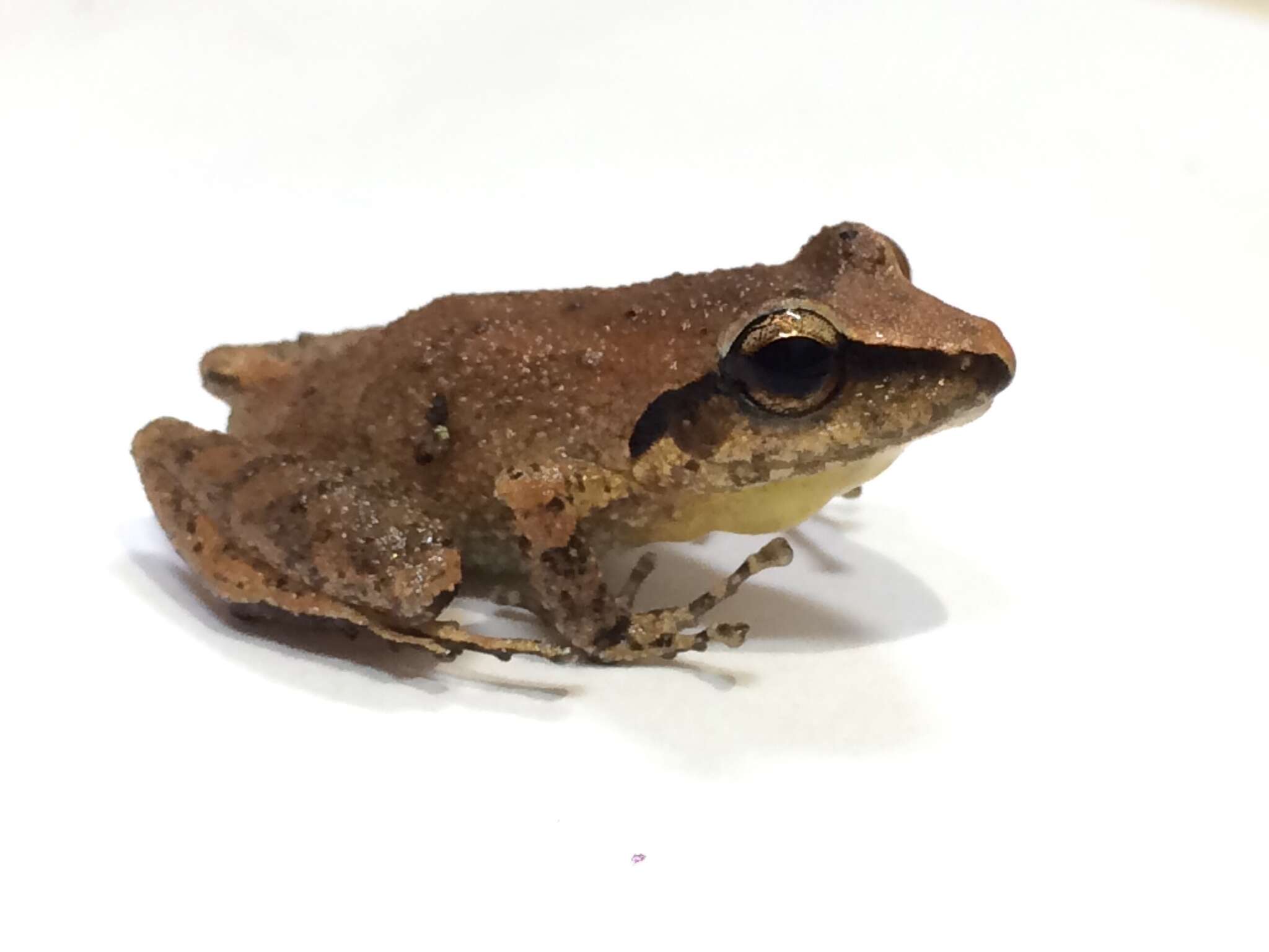 Image of Paulo's Robber Frog