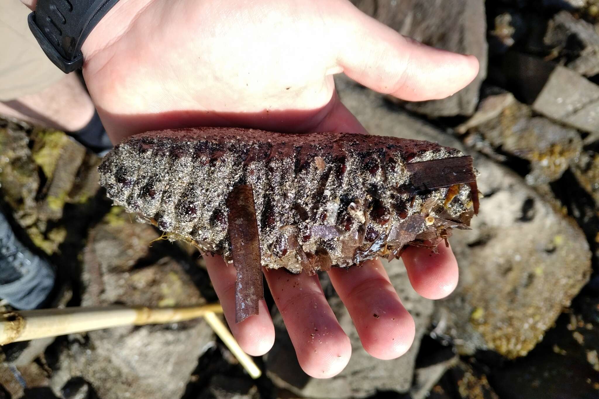 Image de concombre de mer ensablé