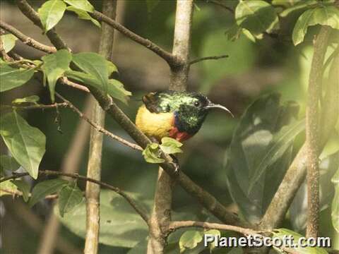 Image of Regal Sunbird