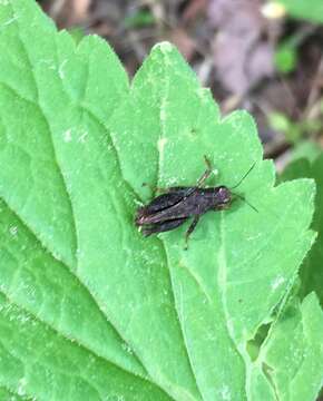 Image of Black-sided Pygmy Grasshopper