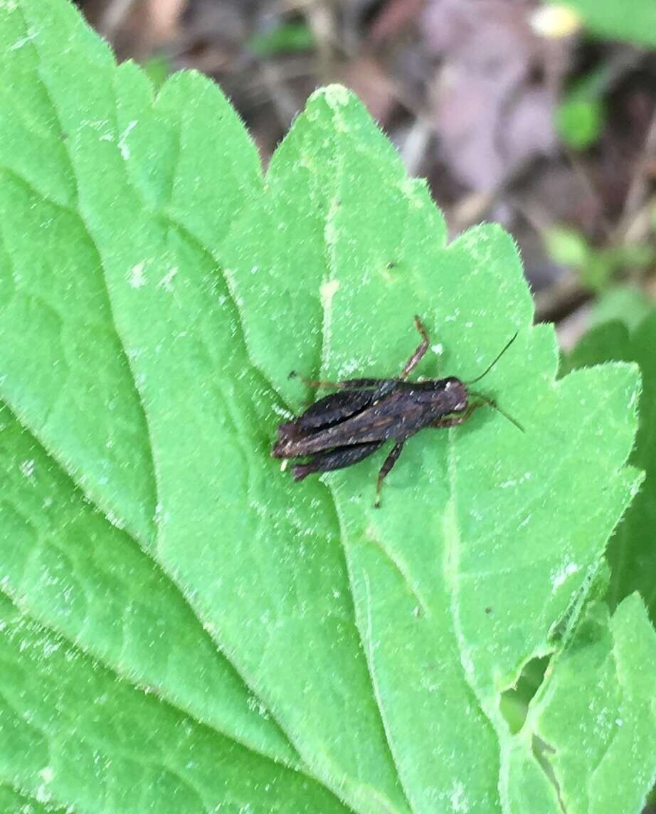 Image of Black-sided Pygmy Grasshopper