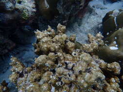 Image of Column coral