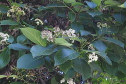 Image of Ehretia dicksonii Hance