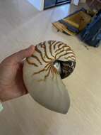 Plancia ëd Nautilus pompilius Linnaeus 1758