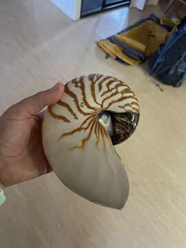 Nautilus pompilius Linnaeus 1758 resmi