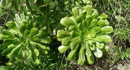 Image of Aeonium arboreum subsp. arboreum