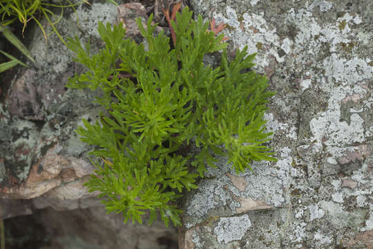 Image of Artemisia littoricola Kitam.