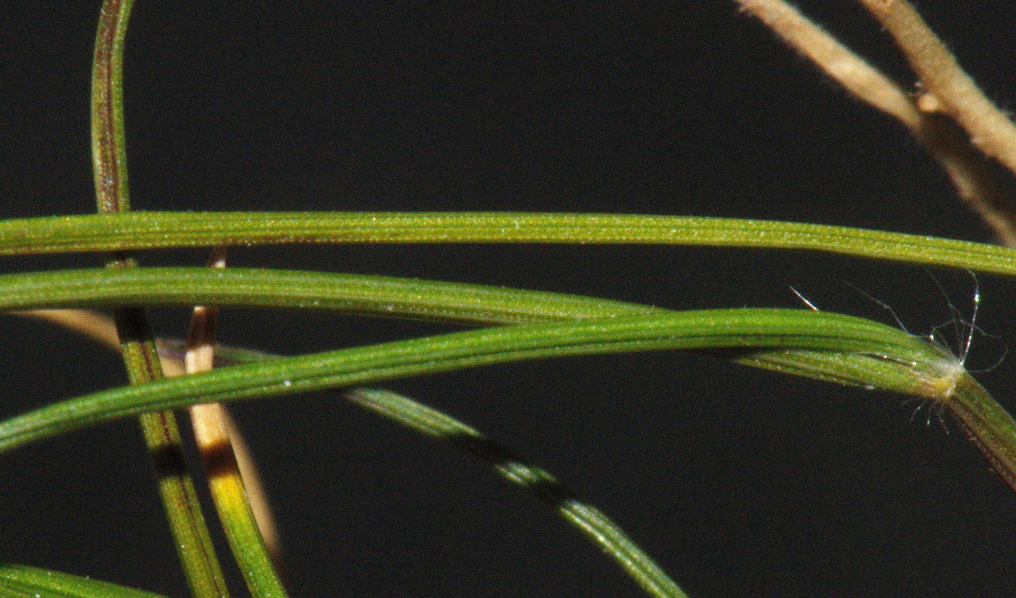 Image of Rytidosperma maculatum (Zotov) Connor & Edgar