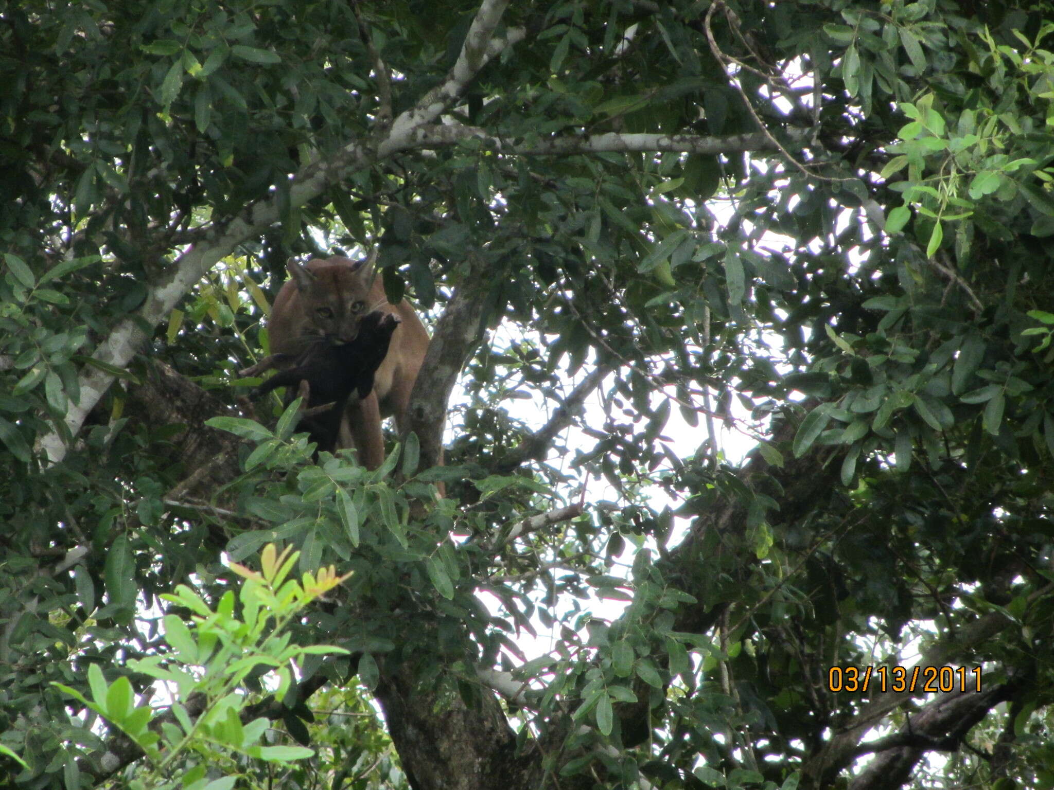 Image of South American cougar