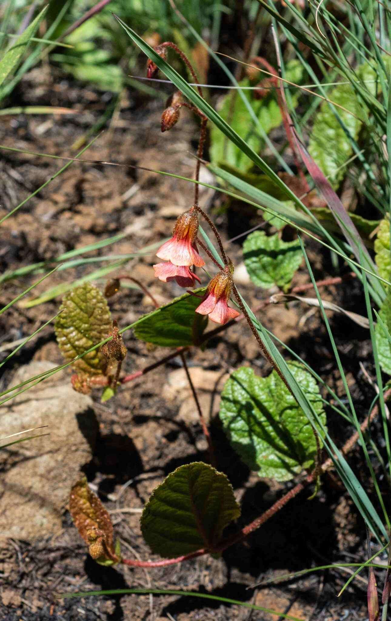 Hermannia woodii Schinz的圖片