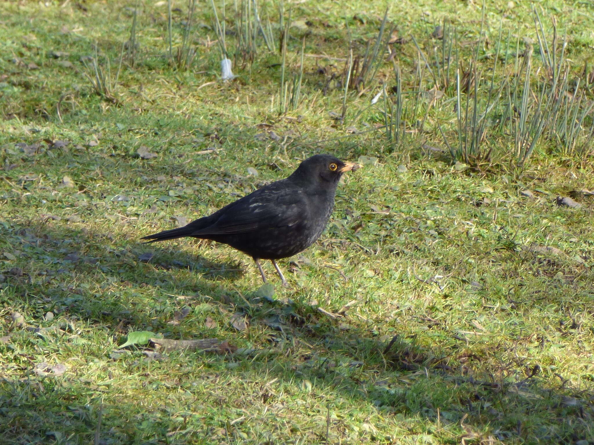 Turdus merula merula Linnaeus 1758的圖片