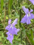 Image of Lobelia apalachicolensis D. D. Spauld., Barger & H. E. Horne