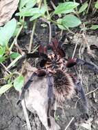 Image of Columbian lesserblack tarantula