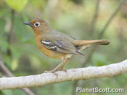 Image of Abyssinian Ground Thrush