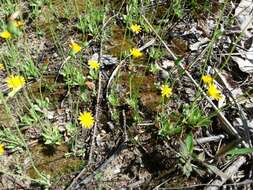 Image of Dwarf dandelion