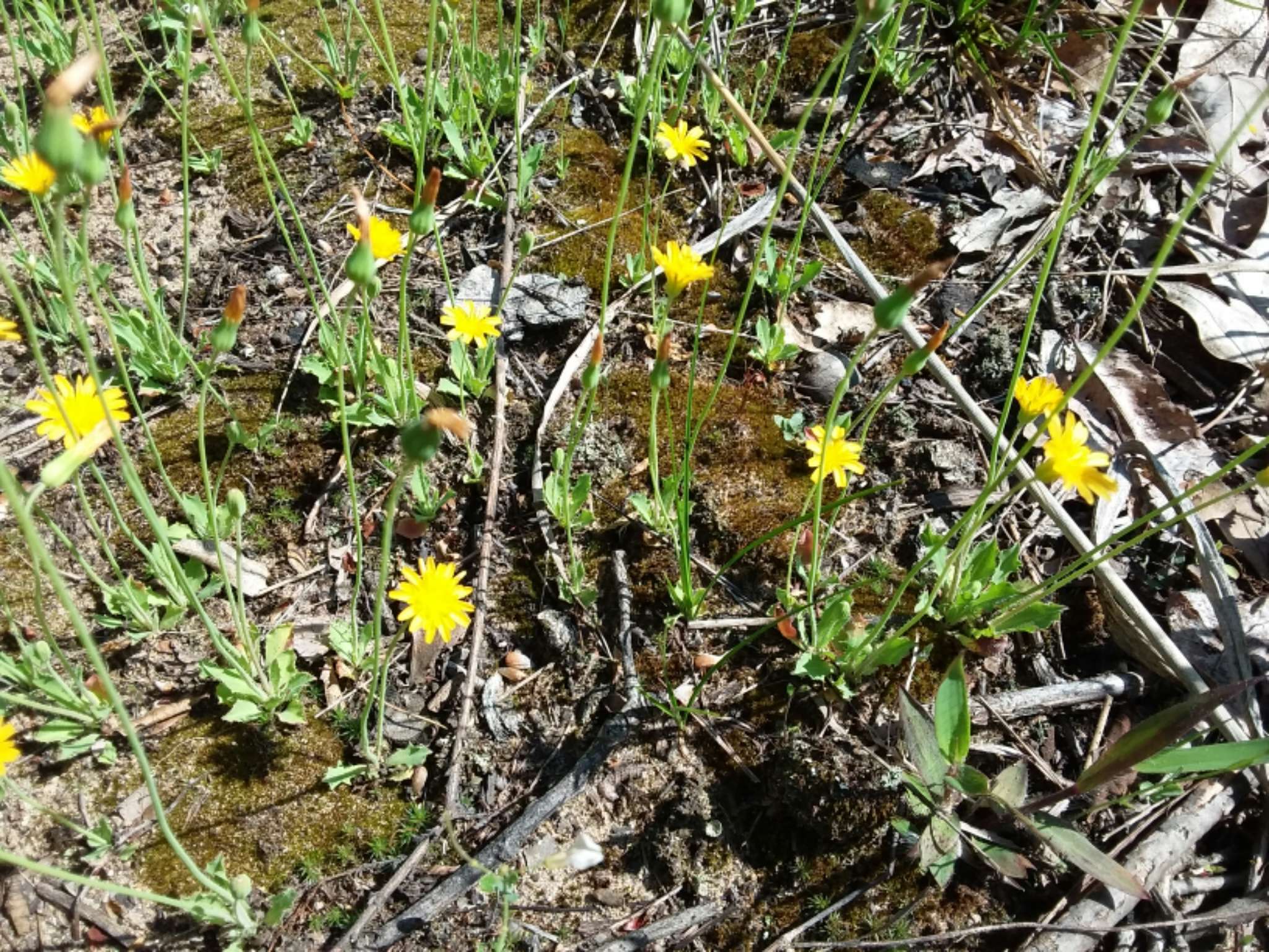 Image of Dwarf dandelion