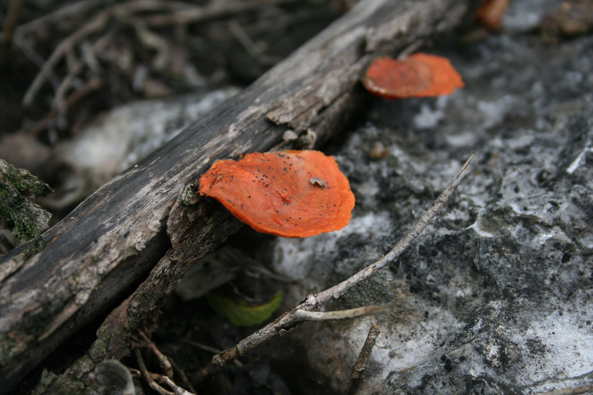 Imagem de Pycnoporus cinnabarinus (Jacq.) P. Karst. 1881