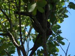 Image of White-eyed Parakeet