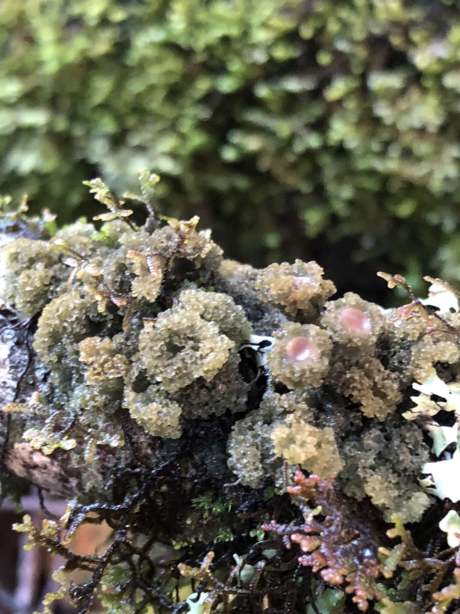 Image of skin lichen