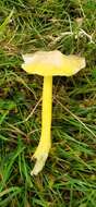 Hygrocybe chlorophana (Fr.) Wünsche 1877 resmi