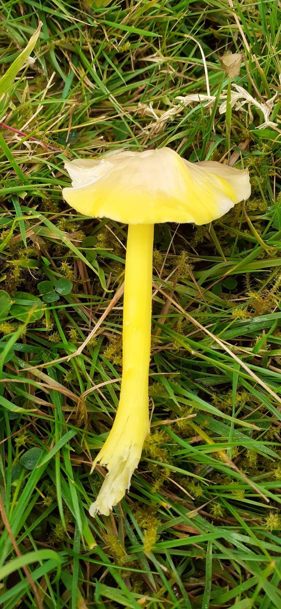 Hygrocybe chlorophana (Fr.) Wünsche 1877 resmi