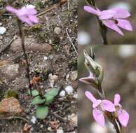 Image of Disa obliqua subsp. clavigera (Lindl.) Bytebier